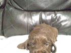 puppy