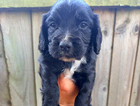 puppy