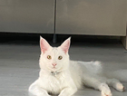 Missing or stolen Maine coon