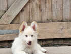 Puppy