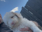 blue puppy