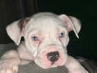 Puppy
