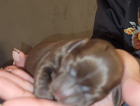 puppy