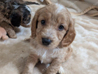 puppy