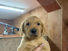 puppy