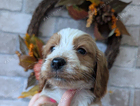 puppy