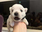 Puppy