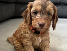 orange collar