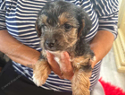 puppy