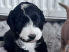Puppy
