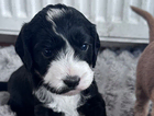 puppy