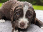 Puppy
