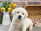 Puppy