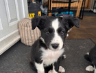 puppy