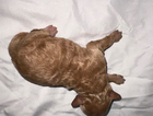 puppy