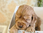 puppy