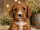 Puppy