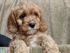 puppy