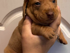 puppy
