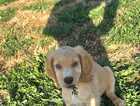 Puppy