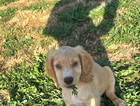 puppy