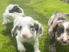 puppy