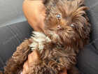 Puppy