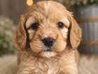 Puppy
