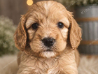 puppy