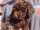 Puppy
