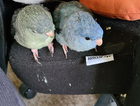Missing, turquoise female Linnie.