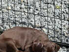 Puppy