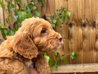 puppy