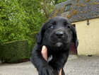 Puppy