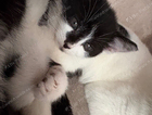 kitten