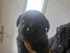 Puppy