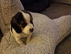 Puppy
