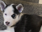 puppy