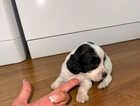 Puppy