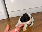 puppy