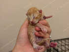 Kitten