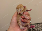 kitten