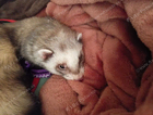 Missing Ferret
