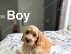 Puppy