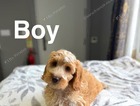puppy