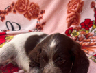 puppy