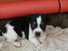 Puppy