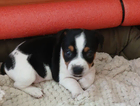 puppy