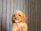 Puppy