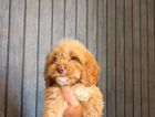 puppy